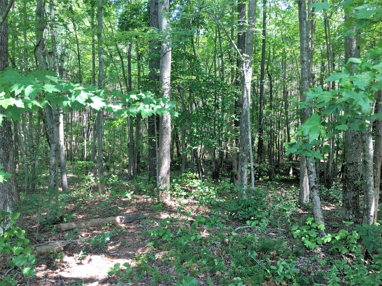 Image for 99 Acres of Timberland in Lunenburg County, VA