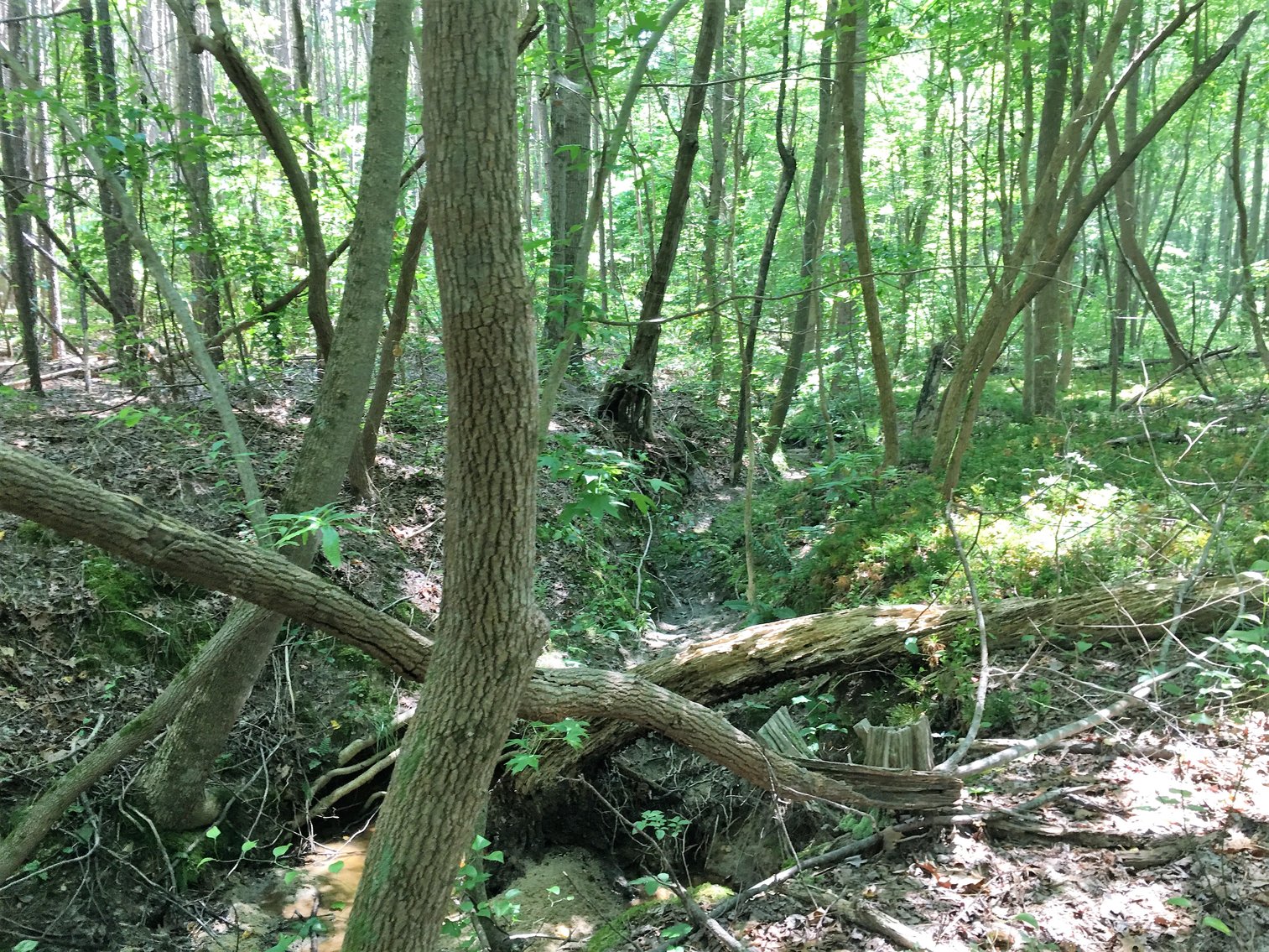 Image for 99 Acres of Timberland in Lunenburg County, VA