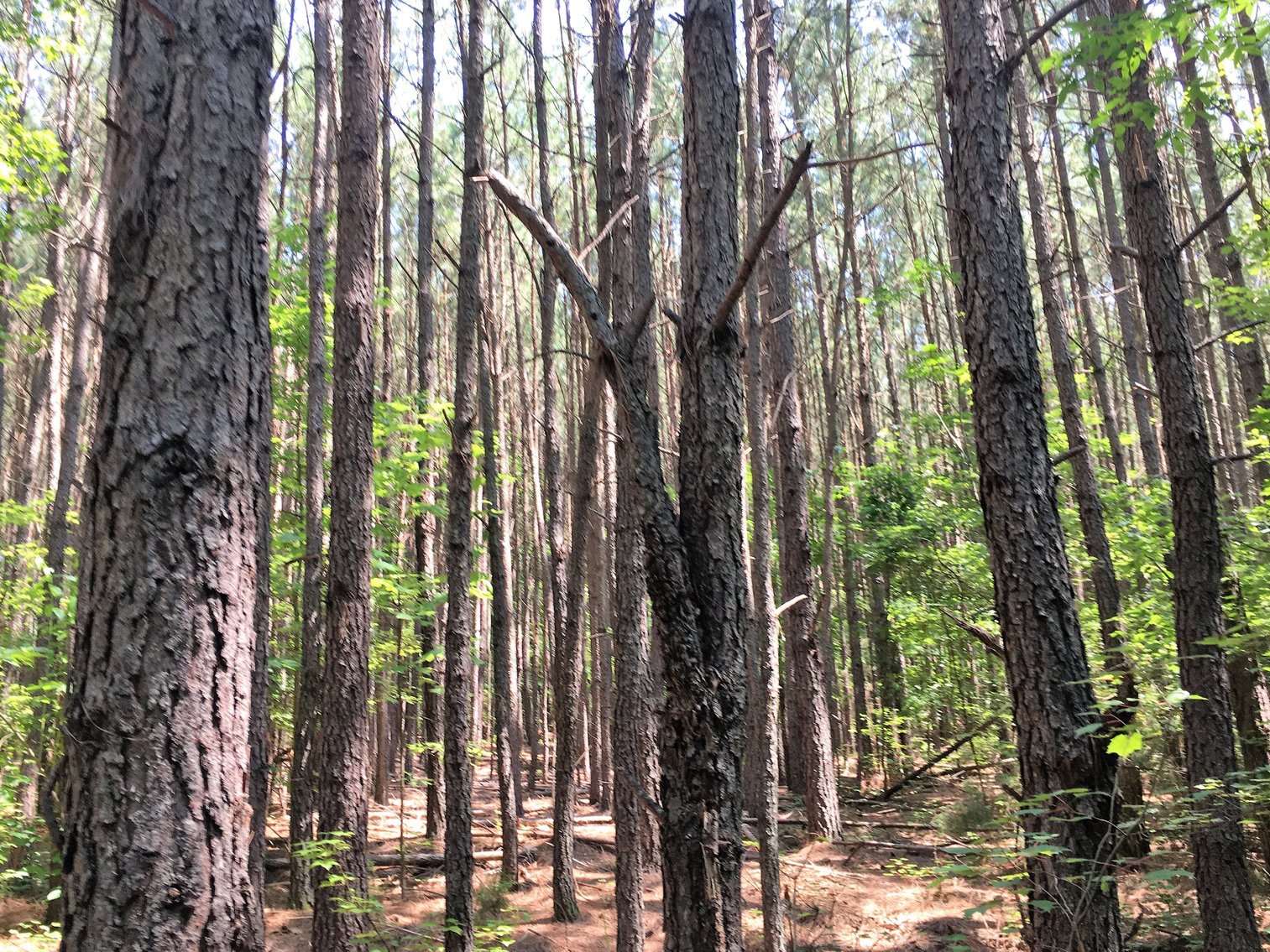 Image for 99 Acres of Timberland in Lunenburg County, VA