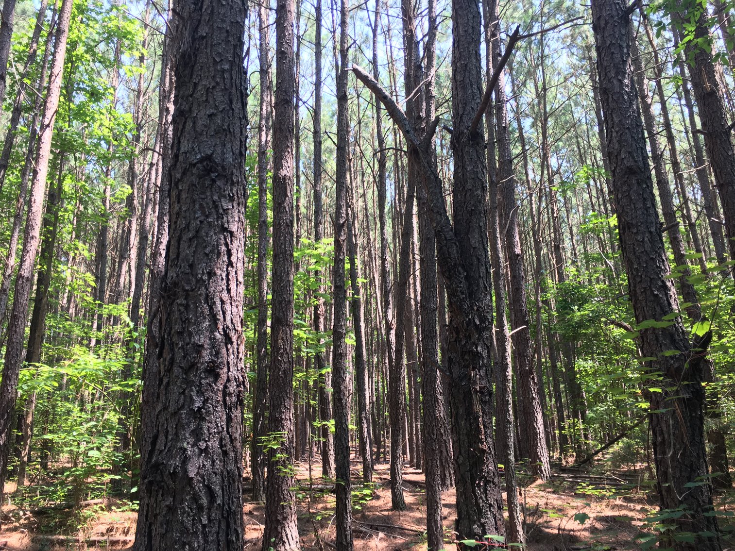 Image for 99 Acres of Timberland in Lunenburg County, VA