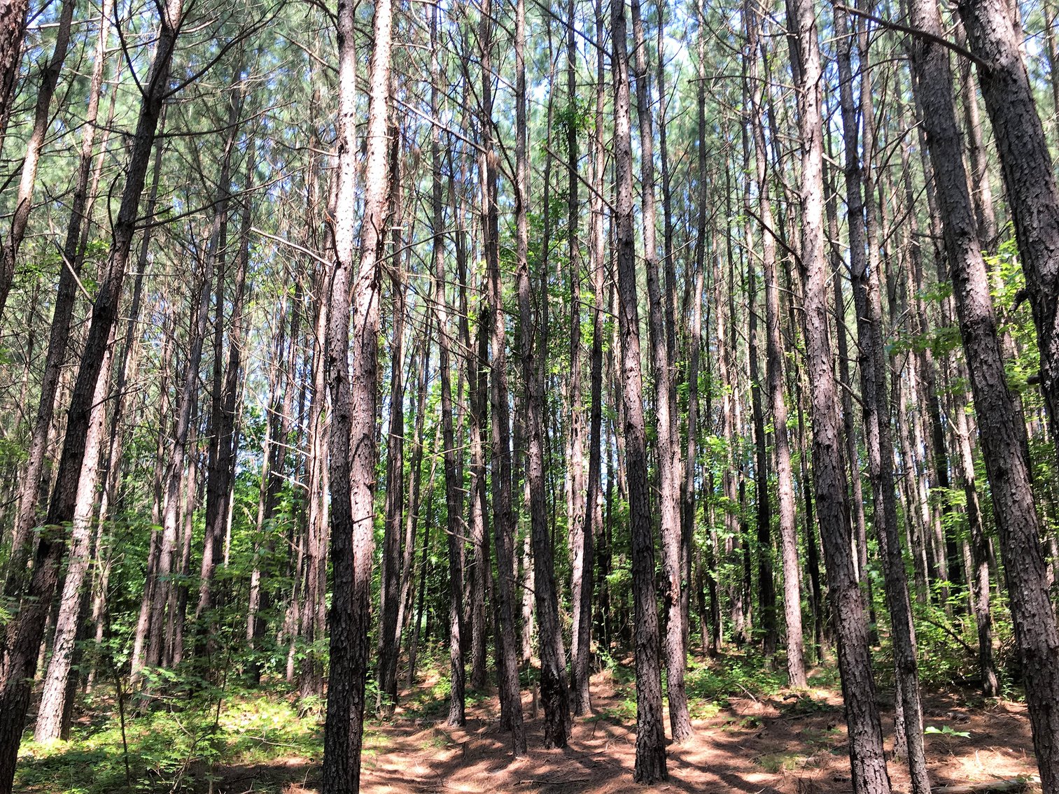 Image for 99 Acres of Timberland in Lunenburg County, VA