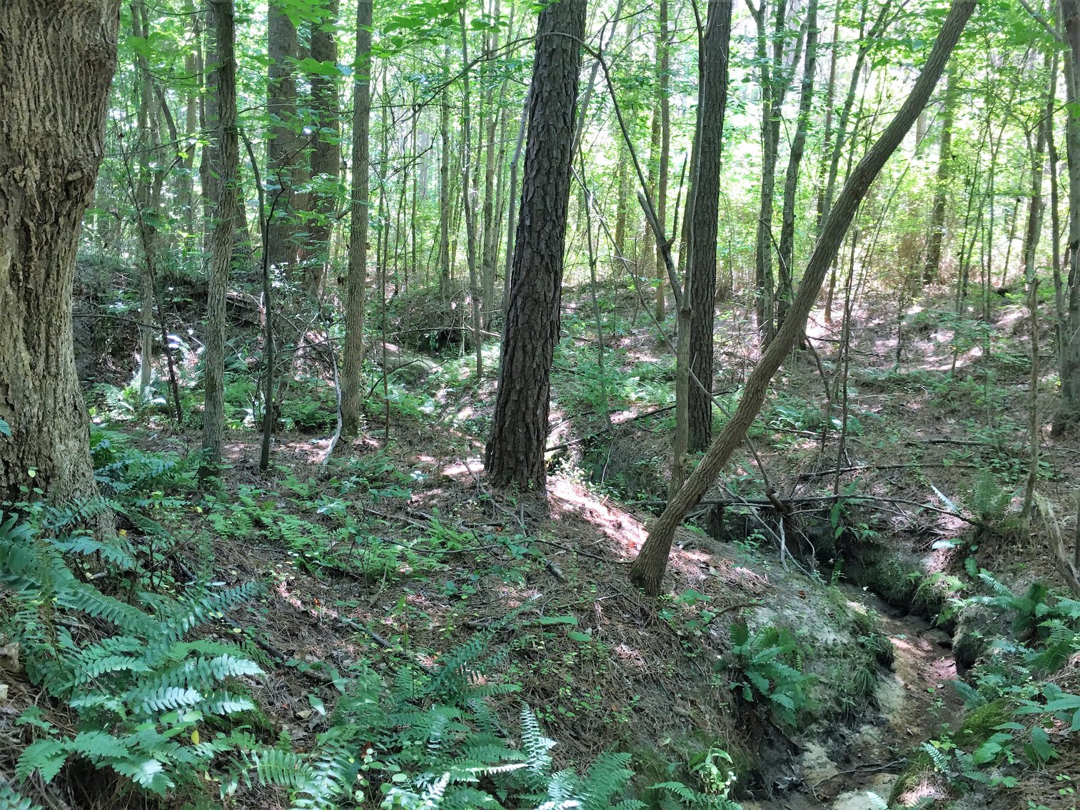 Image for 99 Acres of Timberland in Lunenburg County, VA
