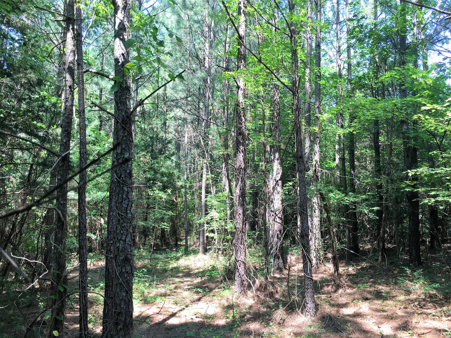Image for 99 Acres of Timberland in Lunenburg County, VA