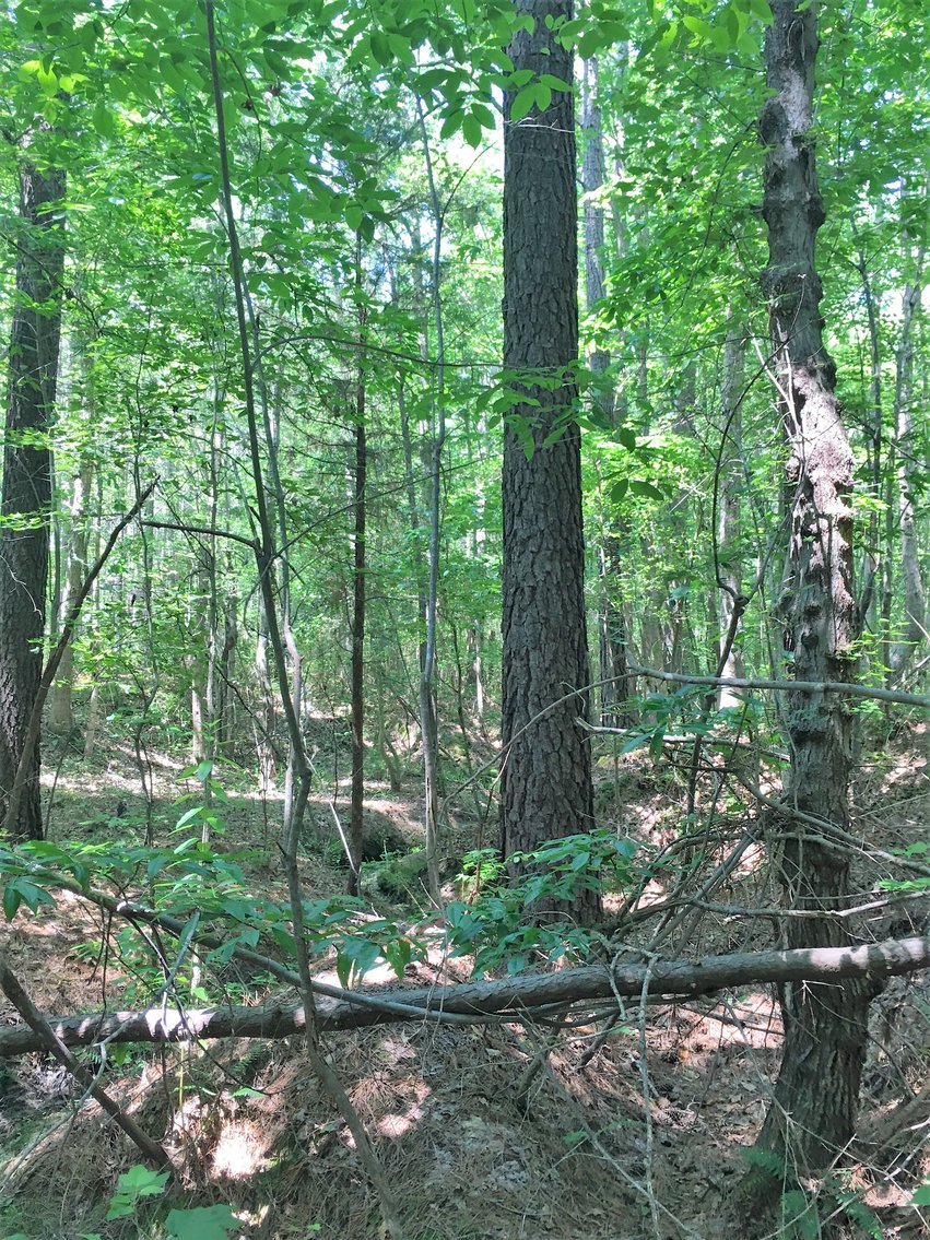 Image for 99 Acres of Timberland in Lunenburg County, VA