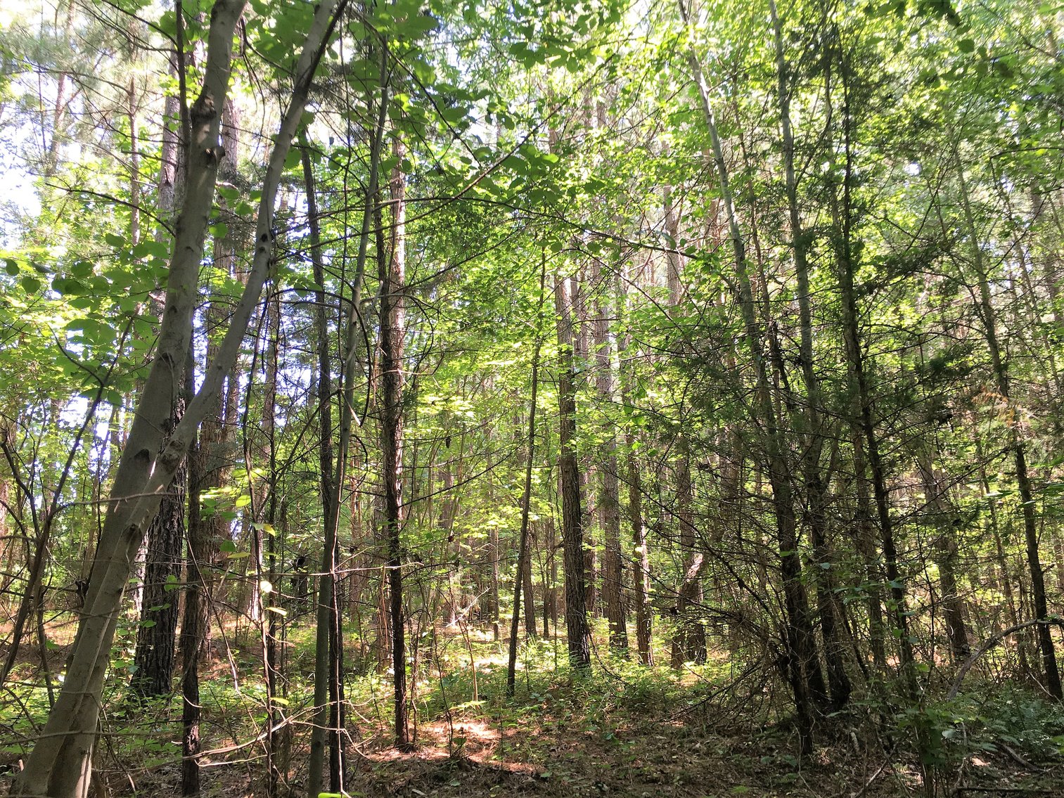 Image for 99 Acres of Timberland in Lunenburg County, VA
