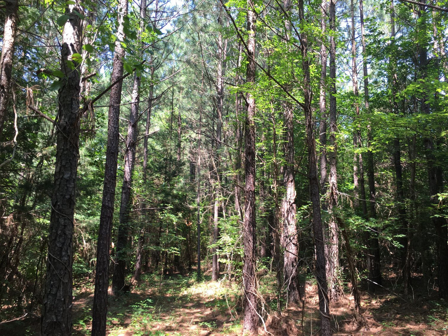 Image for 99 Acres of Timberland in Lunenburg County, VA