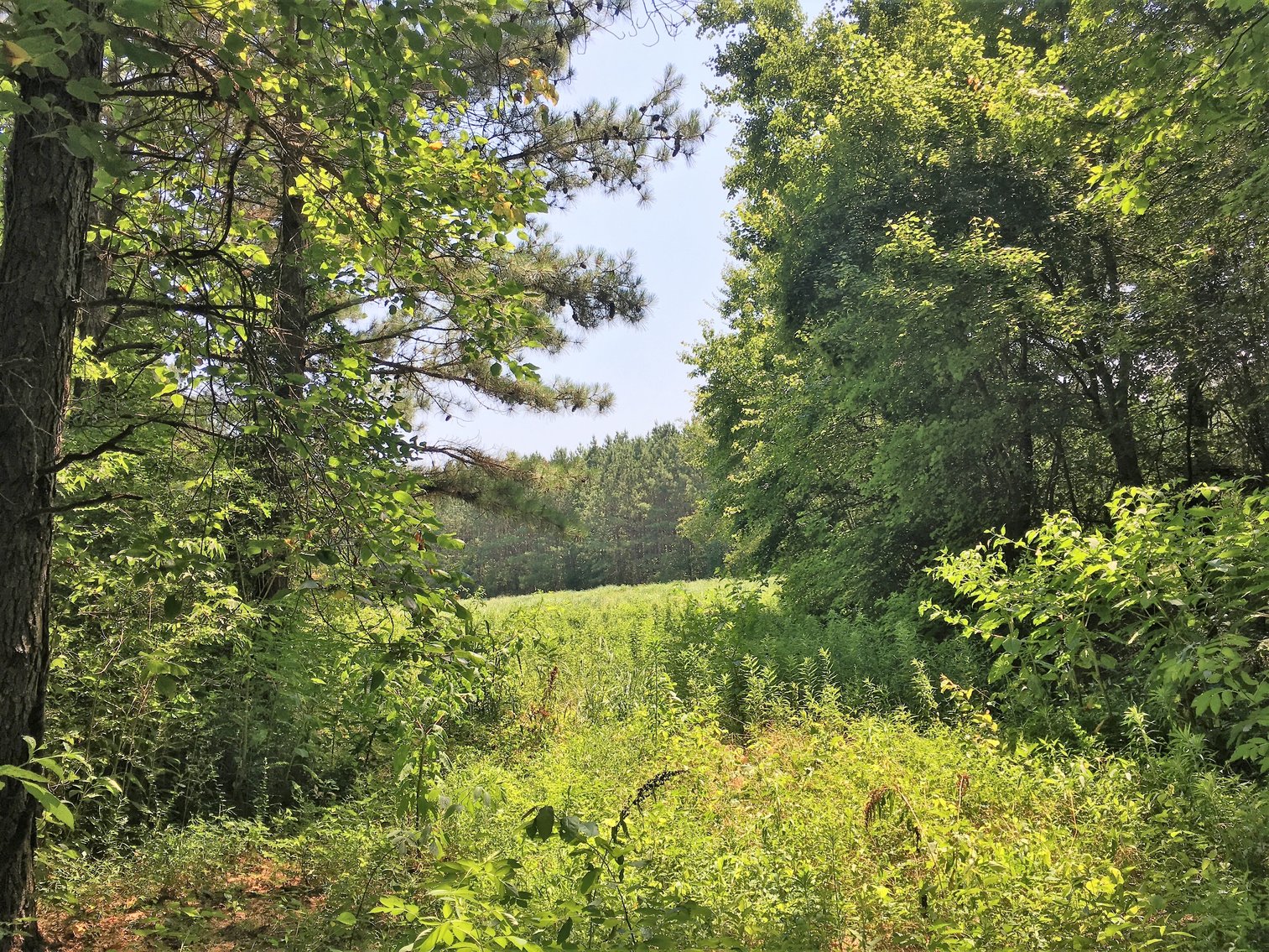Image for 99 Acres of Timberland in Lunenburg County, VA