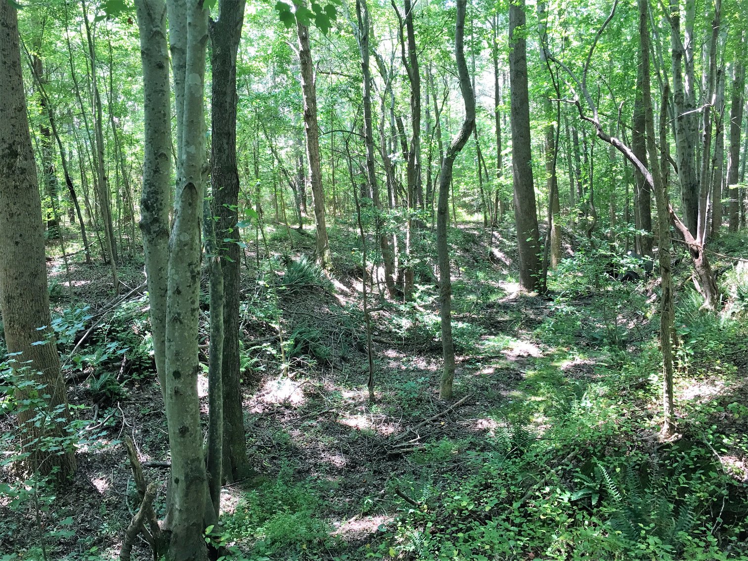 Image for 99 Acres of Timberland in Lunenburg County, VA