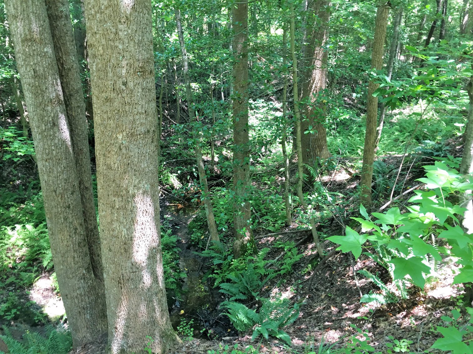 Image for 99 Acres of Timberland in Lunenburg County, VA