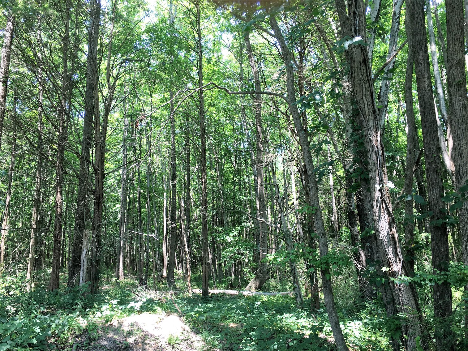 Image for 99 Acres of Timberland in Lunenburg County, VA