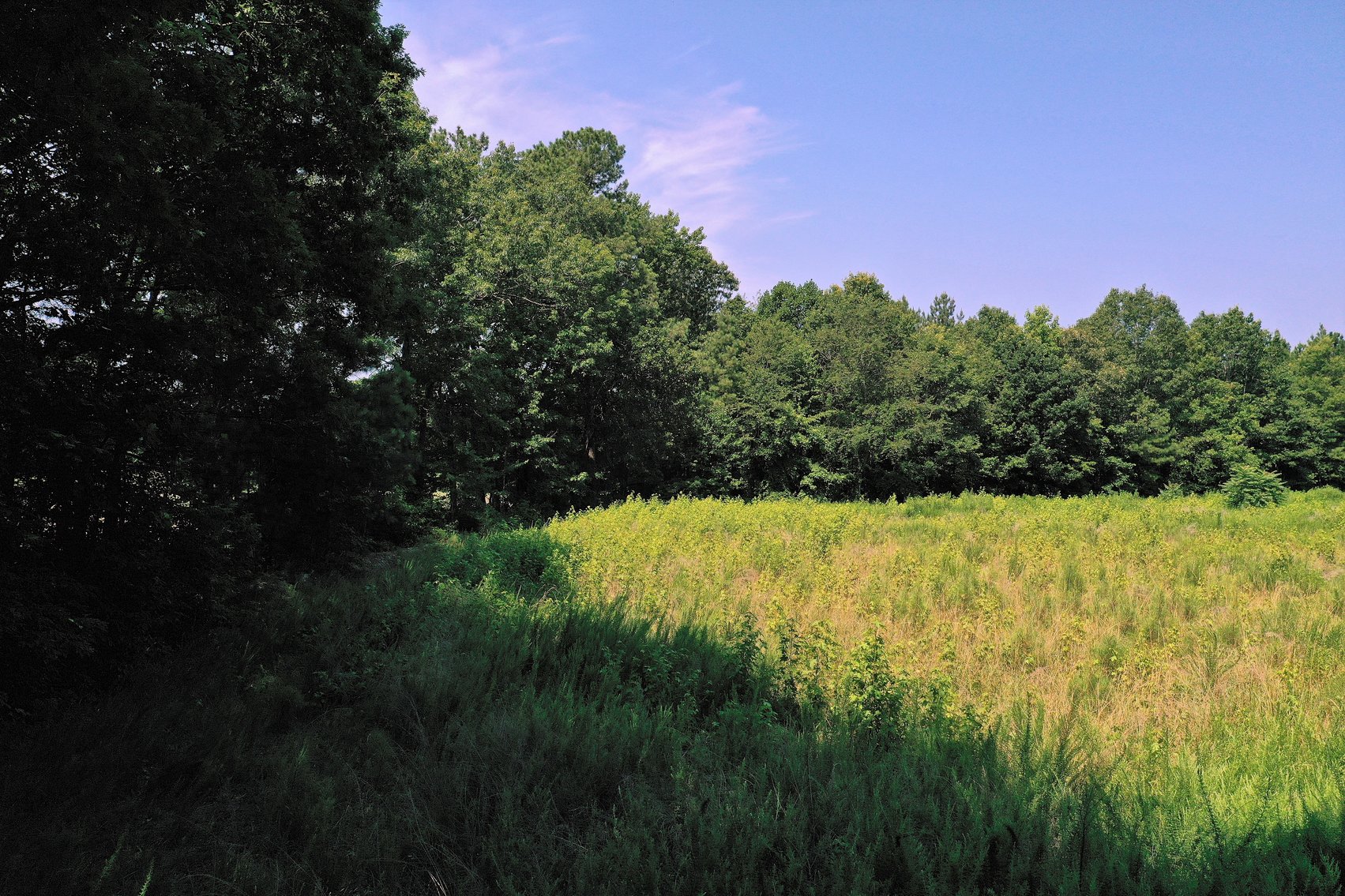 Image for 99 Acres of Timberland in Lunenburg County, VA
