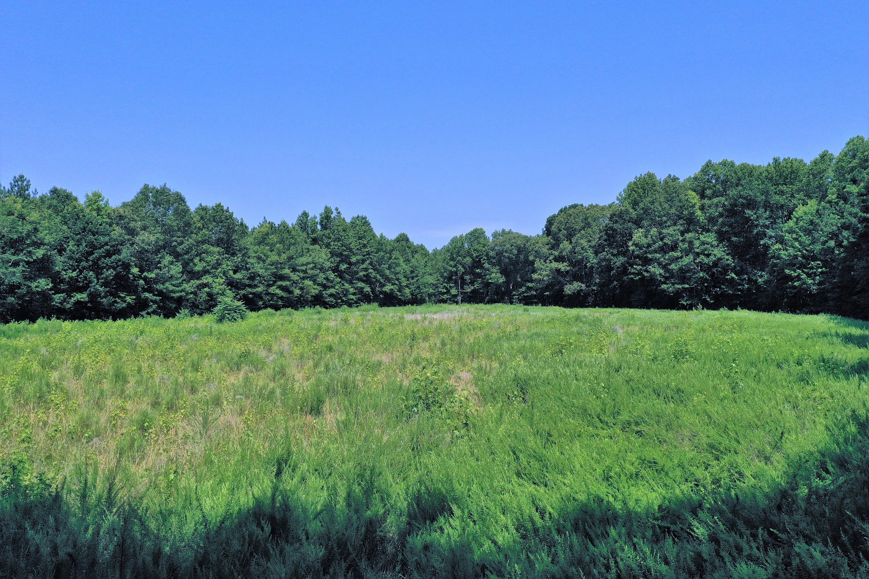 Image for 99 Acres of Timberland in Lunenburg County, VA