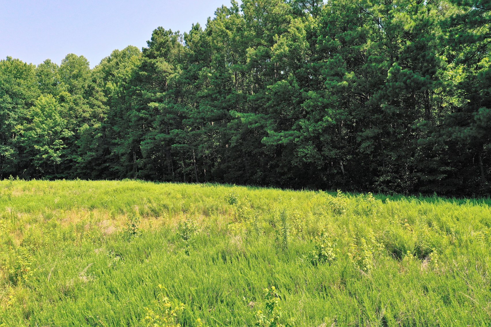 Image for 99 Acres of Timberland in Lunenburg County, VA