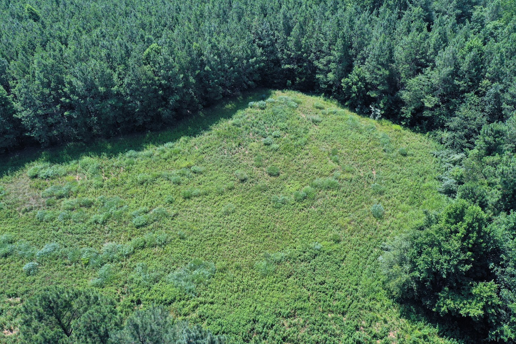 Image for 99 Acres of Timberland in Lunenburg County, VA