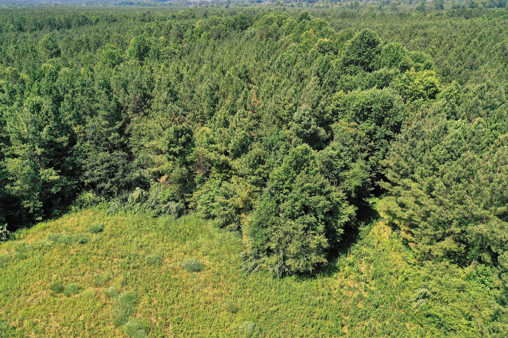 Image for 99 Acres of Timberland in Lunenburg County, VA