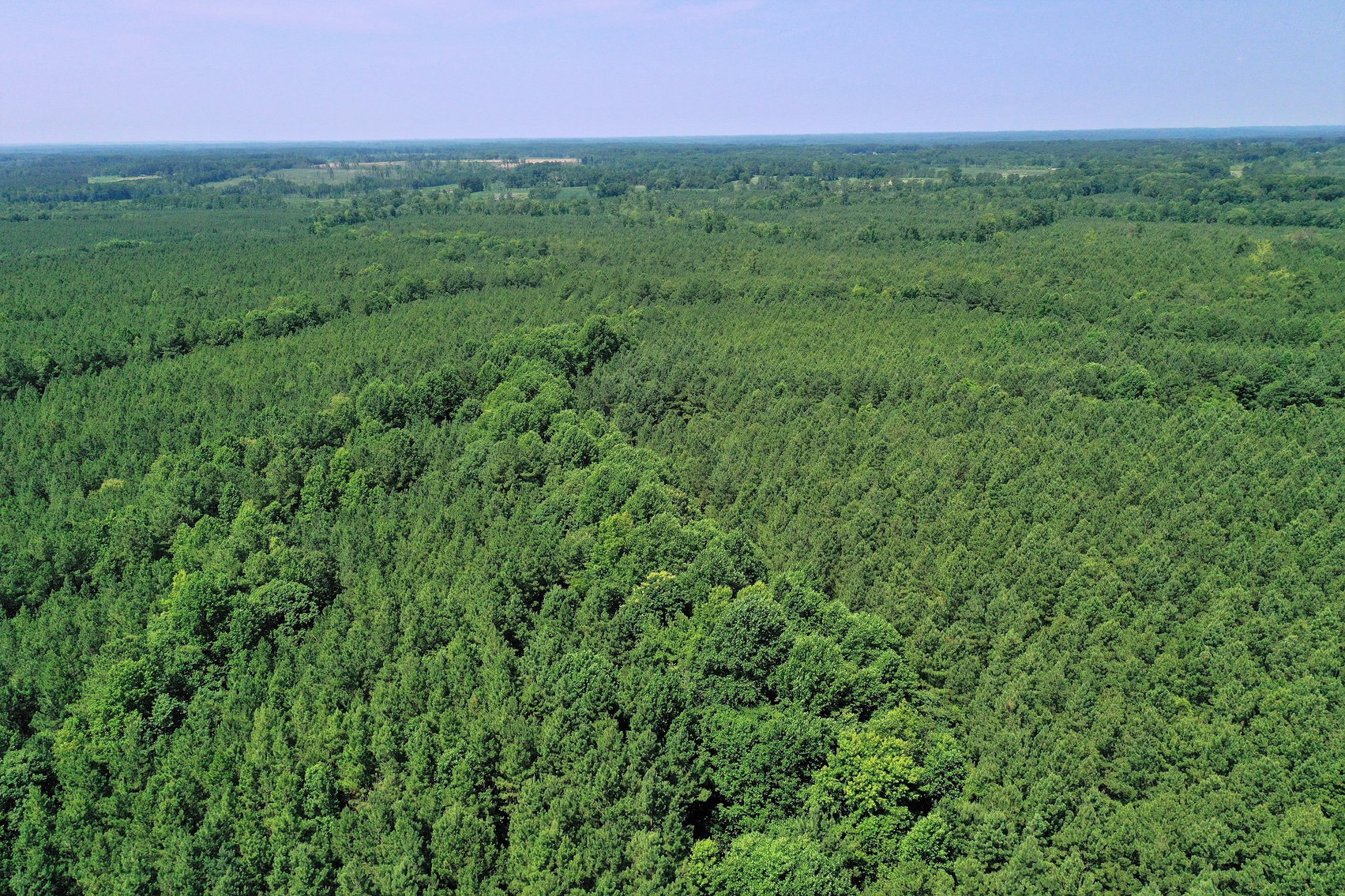 Image for 99 Acres of Timberland in Lunenburg County, VA