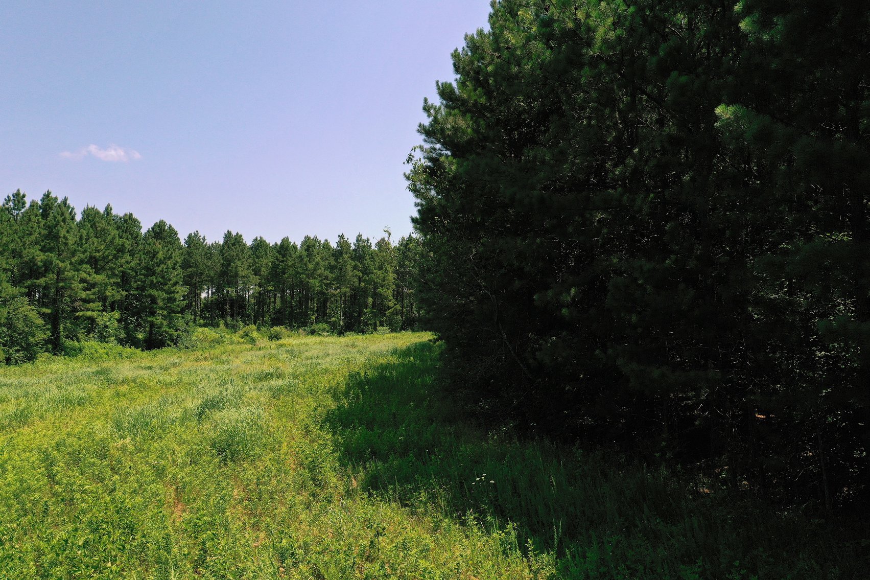 Image for 99 Acres of Timberland in Lunenburg County, VA
