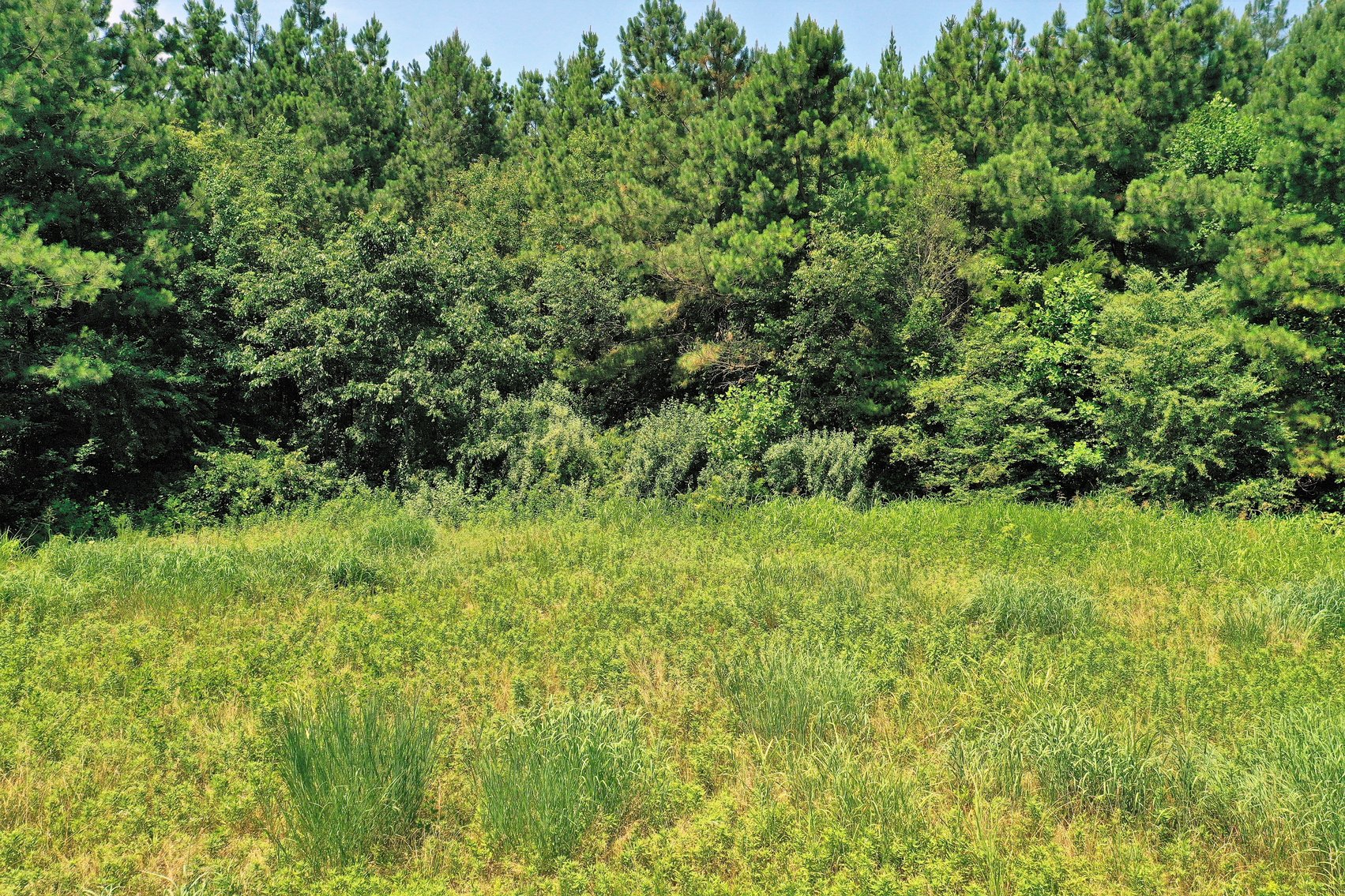 Image for 99 Acres of Timberland in Lunenburg County, VA