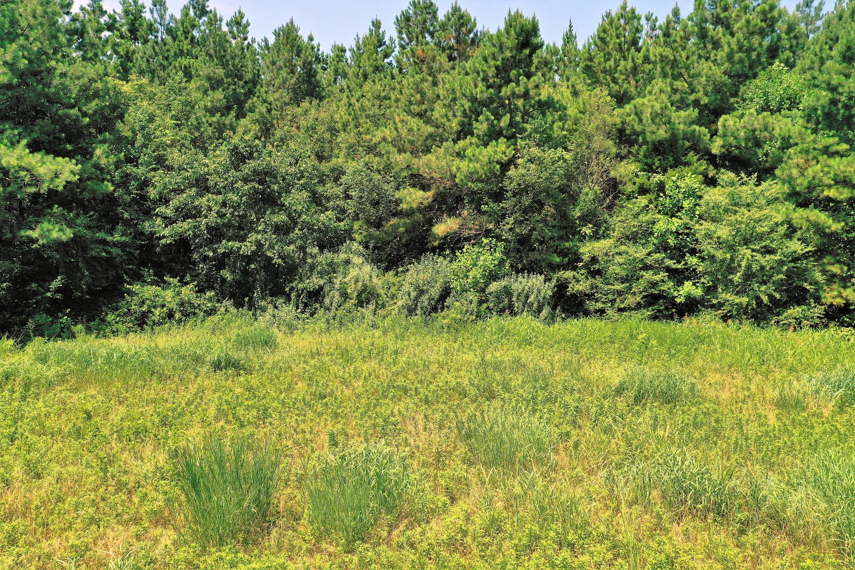 Image for 99 Acres of Timberland in Lunenburg County, VA