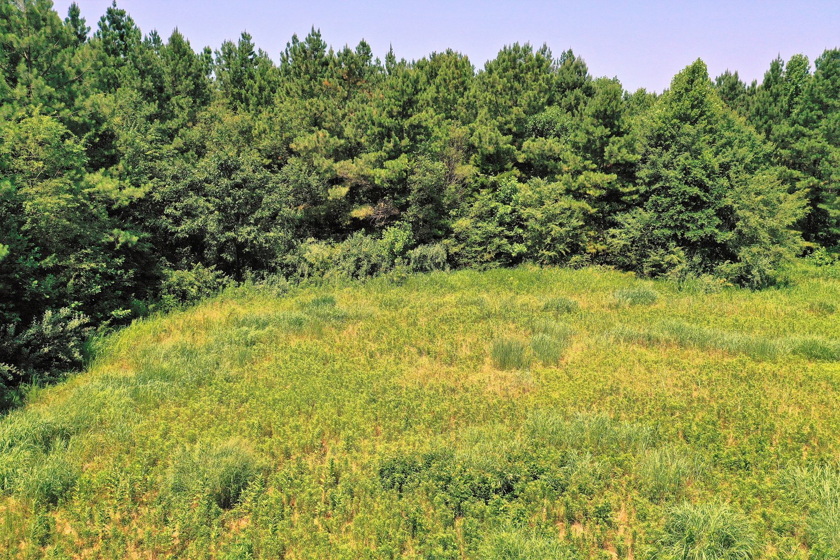 Image for 99 Acres of Timberland in Lunenburg County, VA