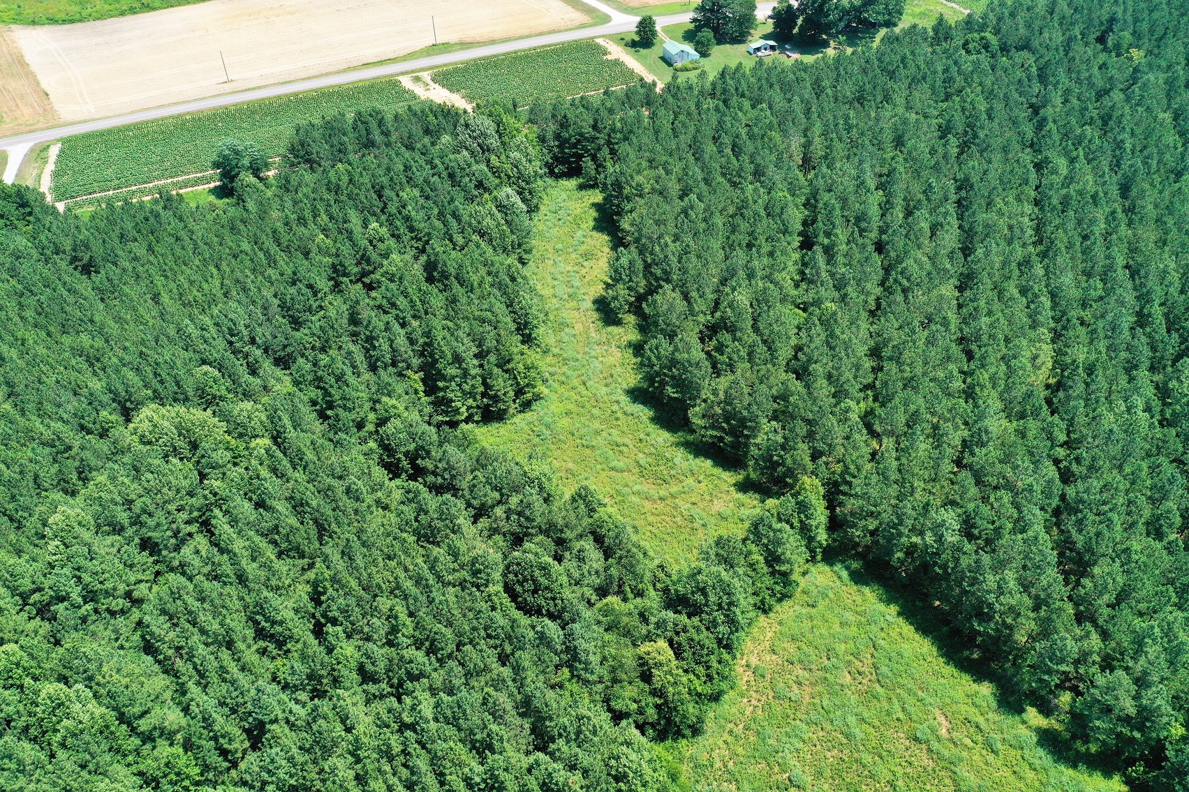 Image for 99 Acres of Timberland in Lunenburg County, VA