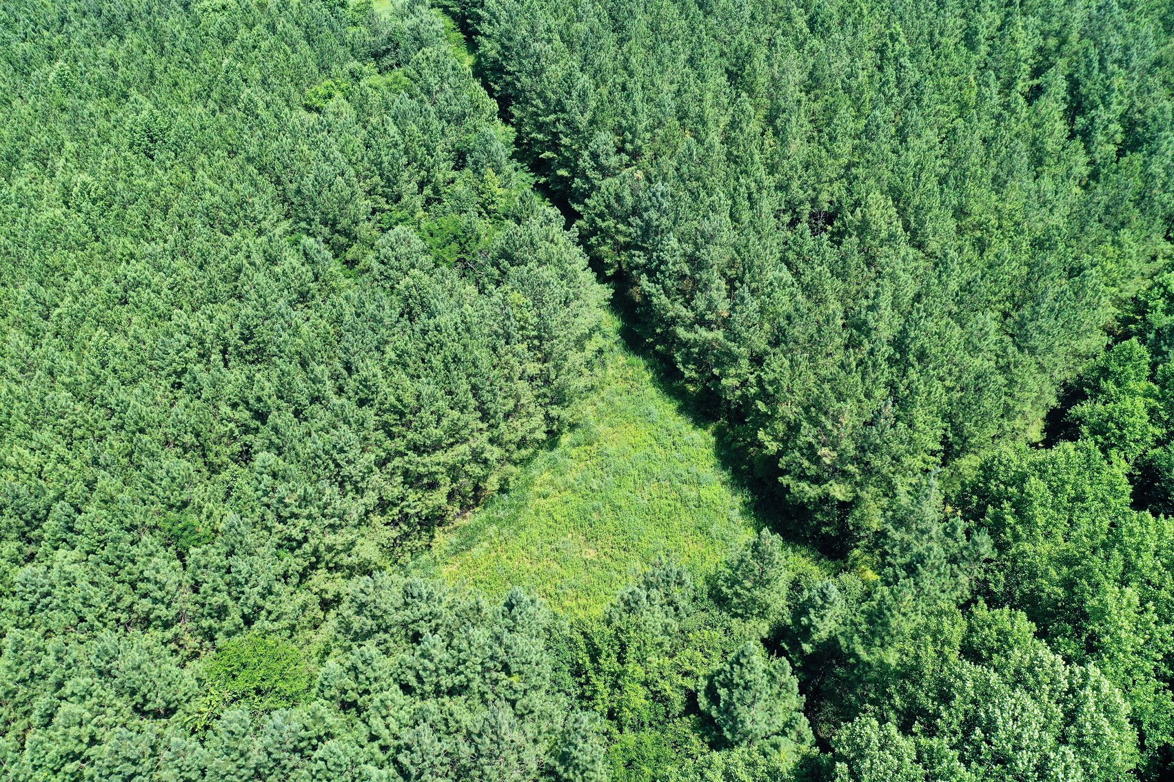 Image for 99 Acres of Timberland in Lunenburg County, VA