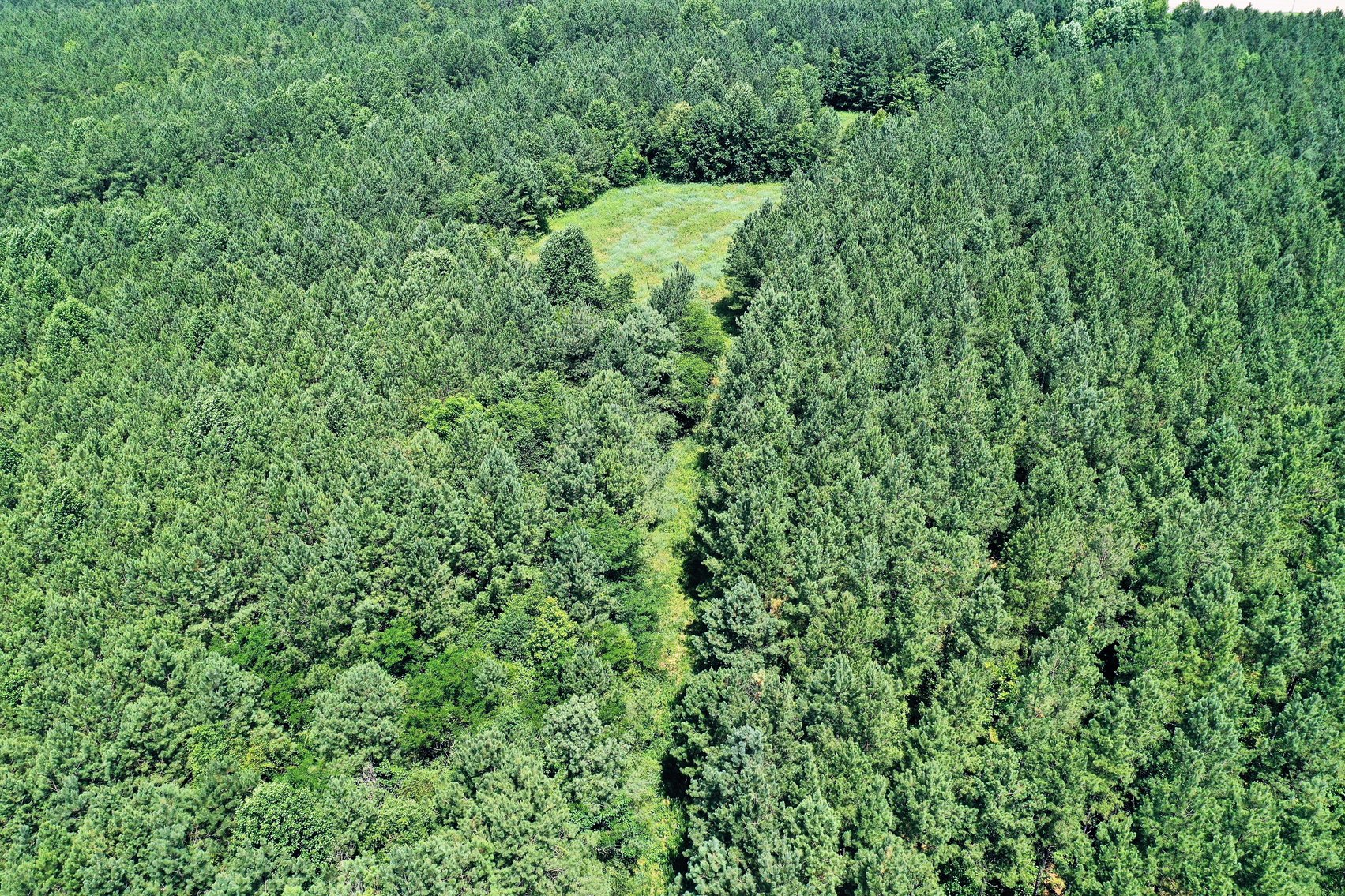 Image for 99 Acres of Timberland in Lunenburg County, VA