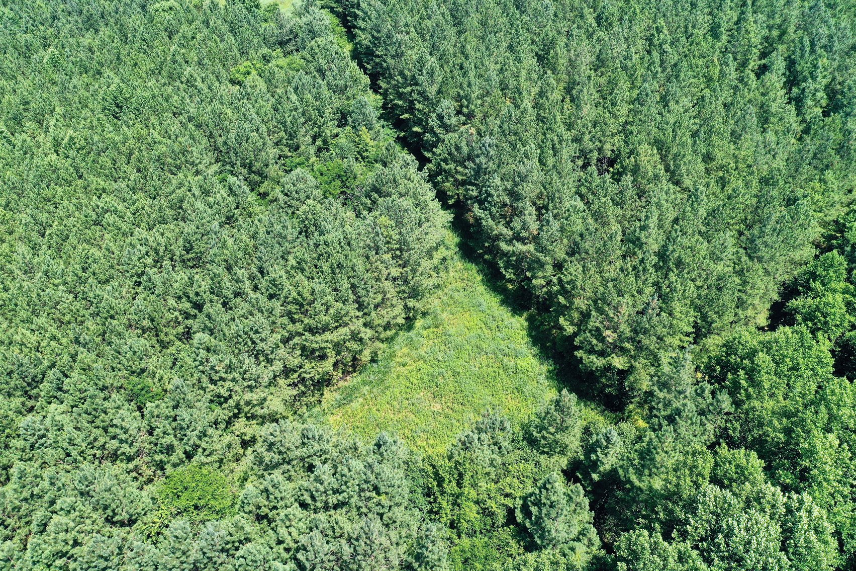 Image for 99 Acres of Timberland in Lunenburg County, VA