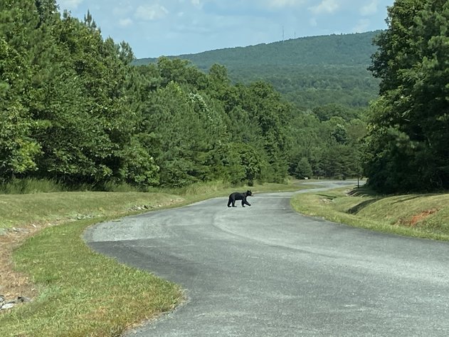 Image for 9.28 ± AC Residential Building Lot - Runaway Bay - Leesville Lakefront Community - Campbell County, VA