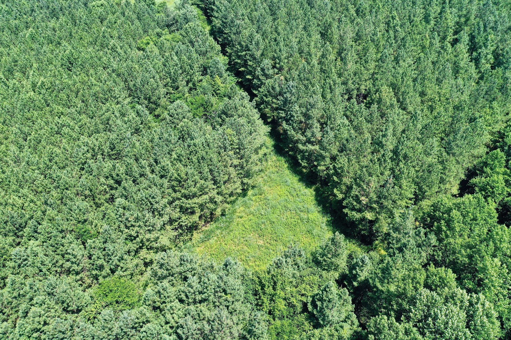 Image for 99 Acres of Timberland in Lunenburg County, VA