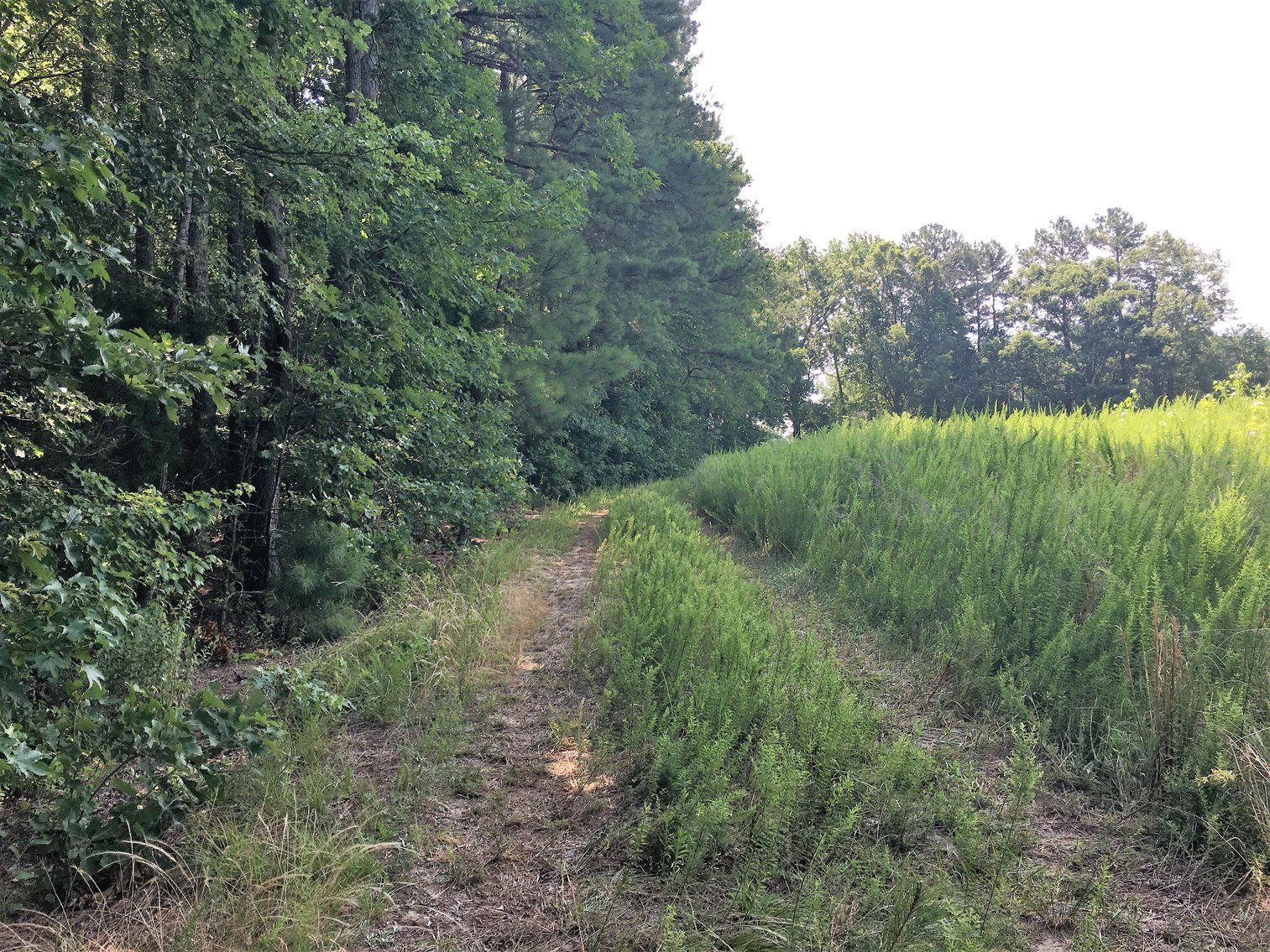 Image for 99 Acres of Timberland in Lunenburg County, VA