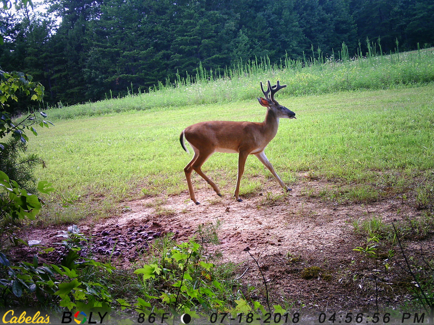 Image for 6516  E Gretna Rd,  Gretna, VA  24577