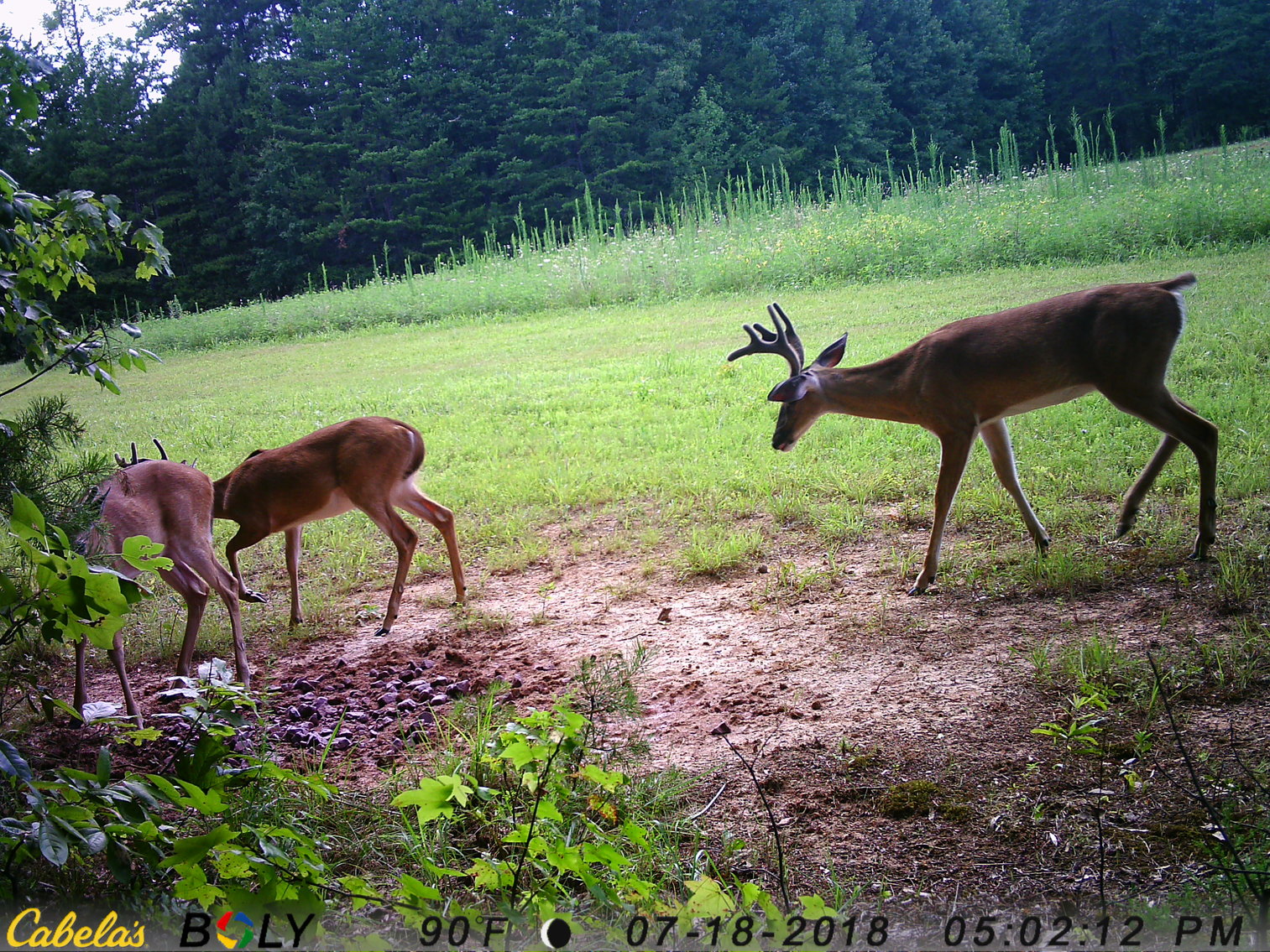 Image for 6516  E Gretna Rd,  Gretna, VA  24577