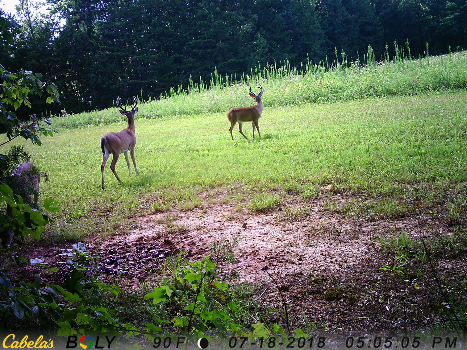 Image for 6516  E Gretna Rd,  Gretna, VA  24577