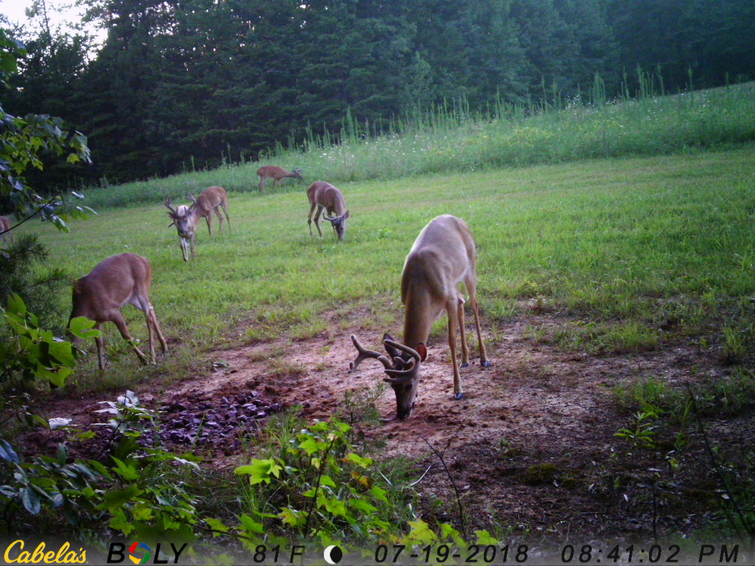 Image for 6516  E Gretna Rd,  Gretna, VA  24577