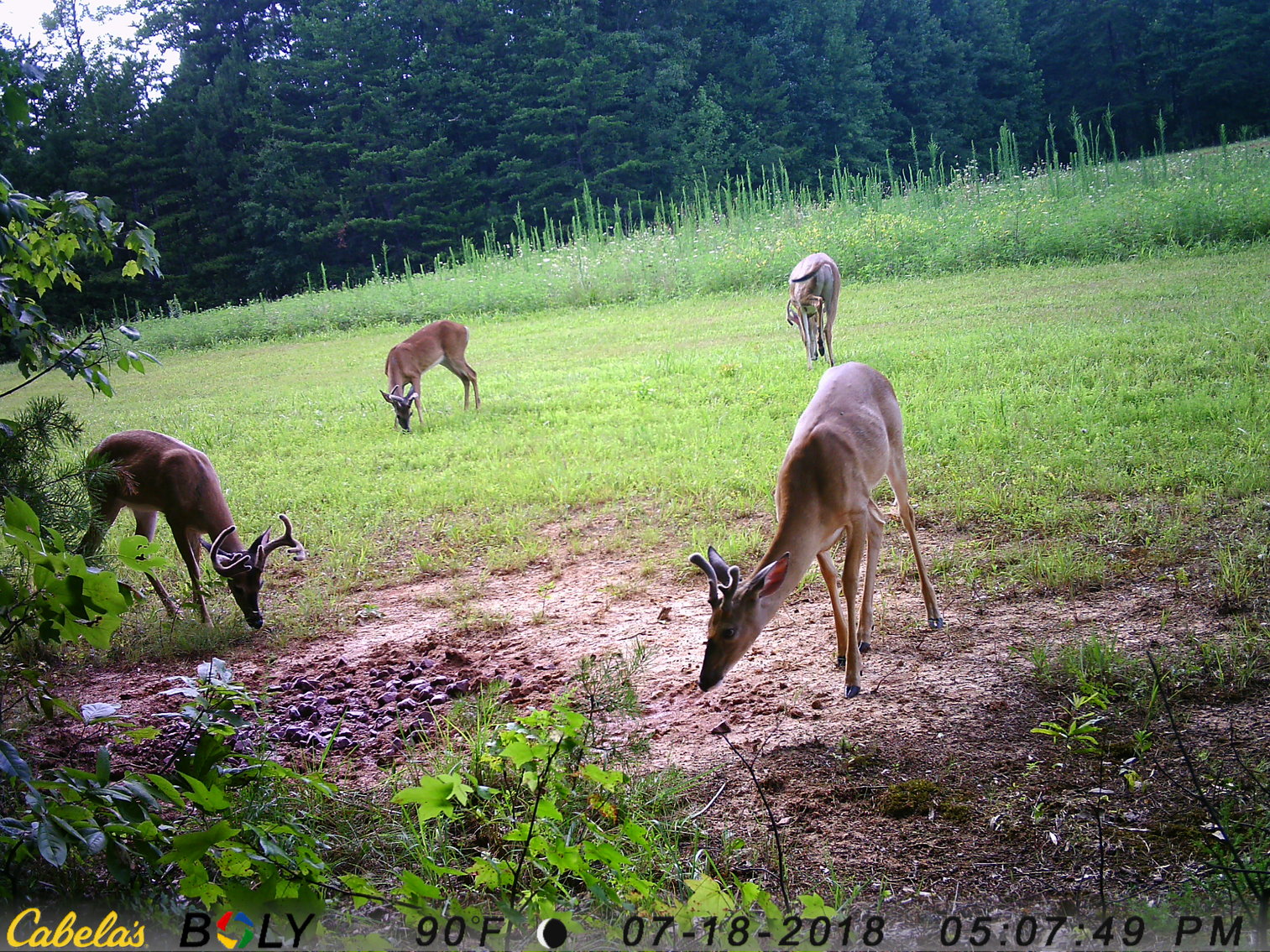 Image for 6516  E Gretna Rd,  Gretna, VA  24577