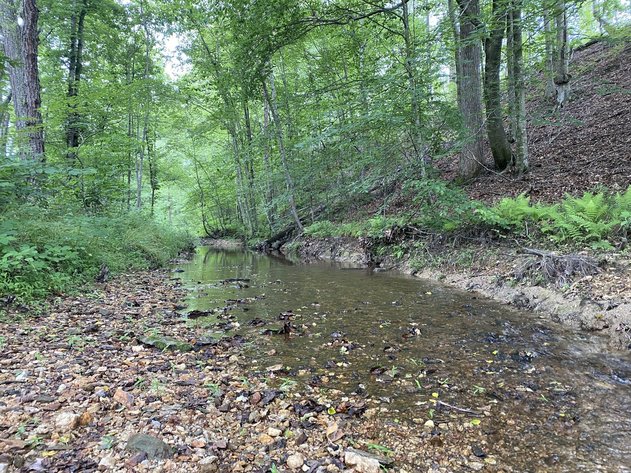 Image for 6 Tracts of Contiguous Raw Land Totaling 267 +/- Acres in Albemarle & Louisa Counties