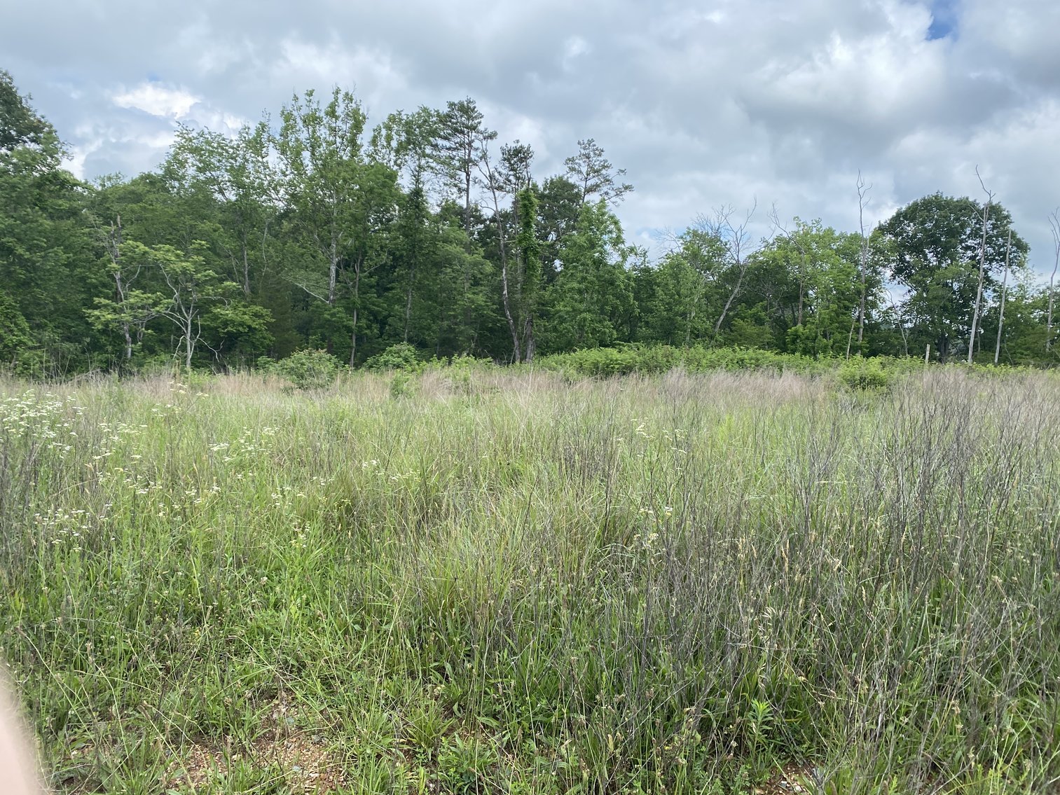 Image for 6 Tracts of Contiguous Raw Land Totaling 267 +/- Acres in Albemarle & Louisa Counties
