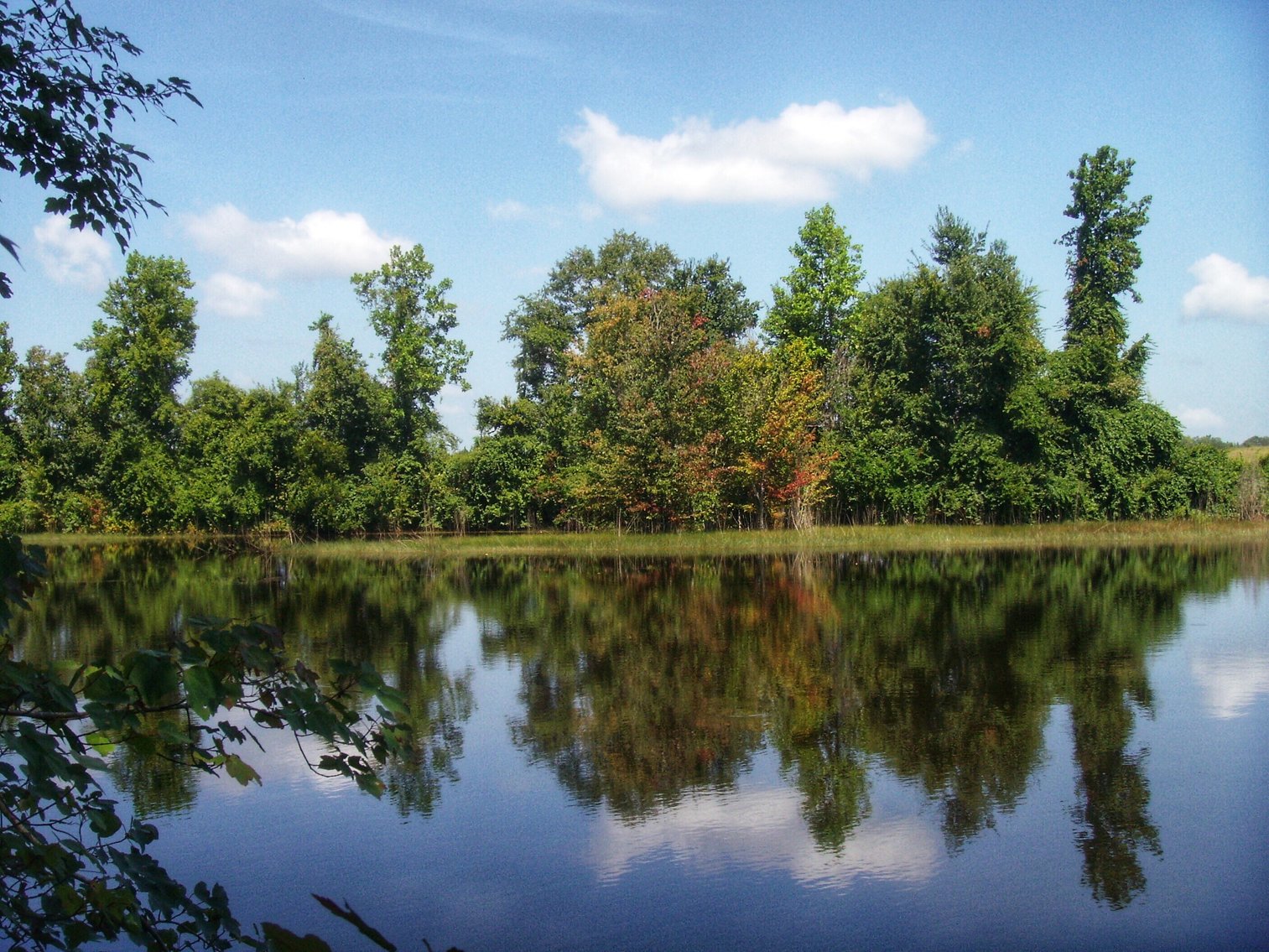 Image for LIVE AUCTION - Thursday, August 27th @ 7:00 P.M. - 260 Acres in Toombs Co., GA