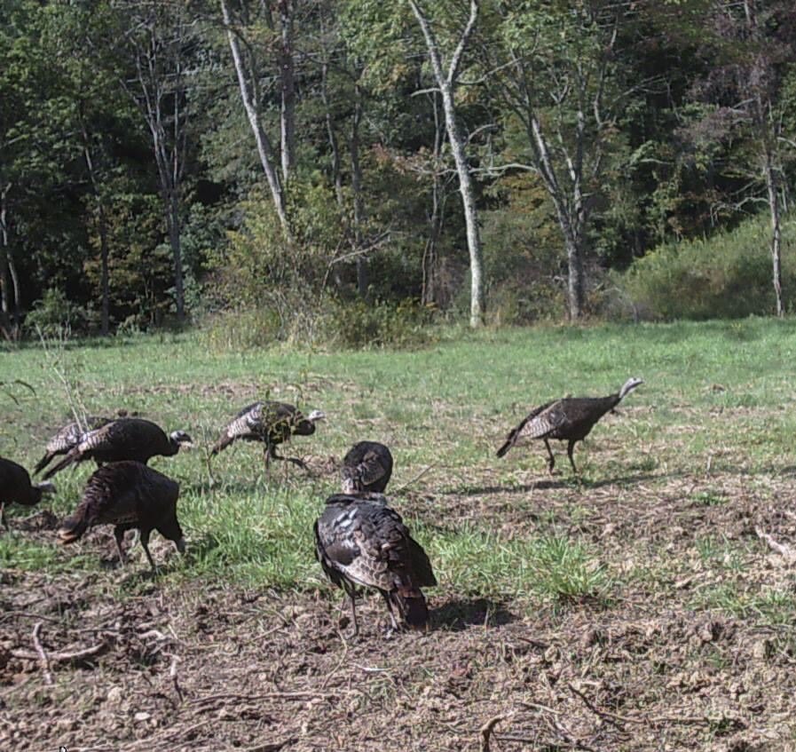 Image for 2 BR/1 BA Log Cabin on 30 +/- Acres Bordering National Forest in Bath County, VA