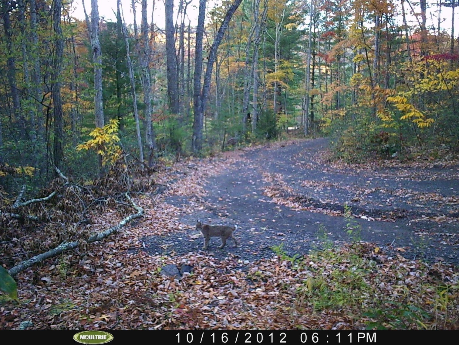 Image for 2 BR/1 BA Log Cabin on 30 +/- Acres Bordering National Forest in Bath County, VA