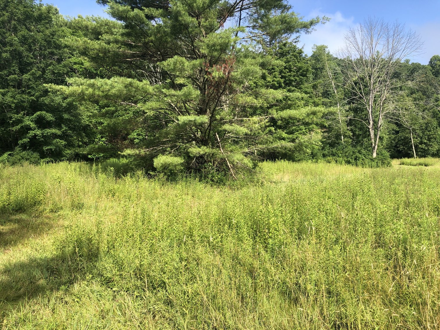 Image for 2 BR/1 BA Log Cabin on 30 +/- Acres Bordering National Forest in Bath County, VA