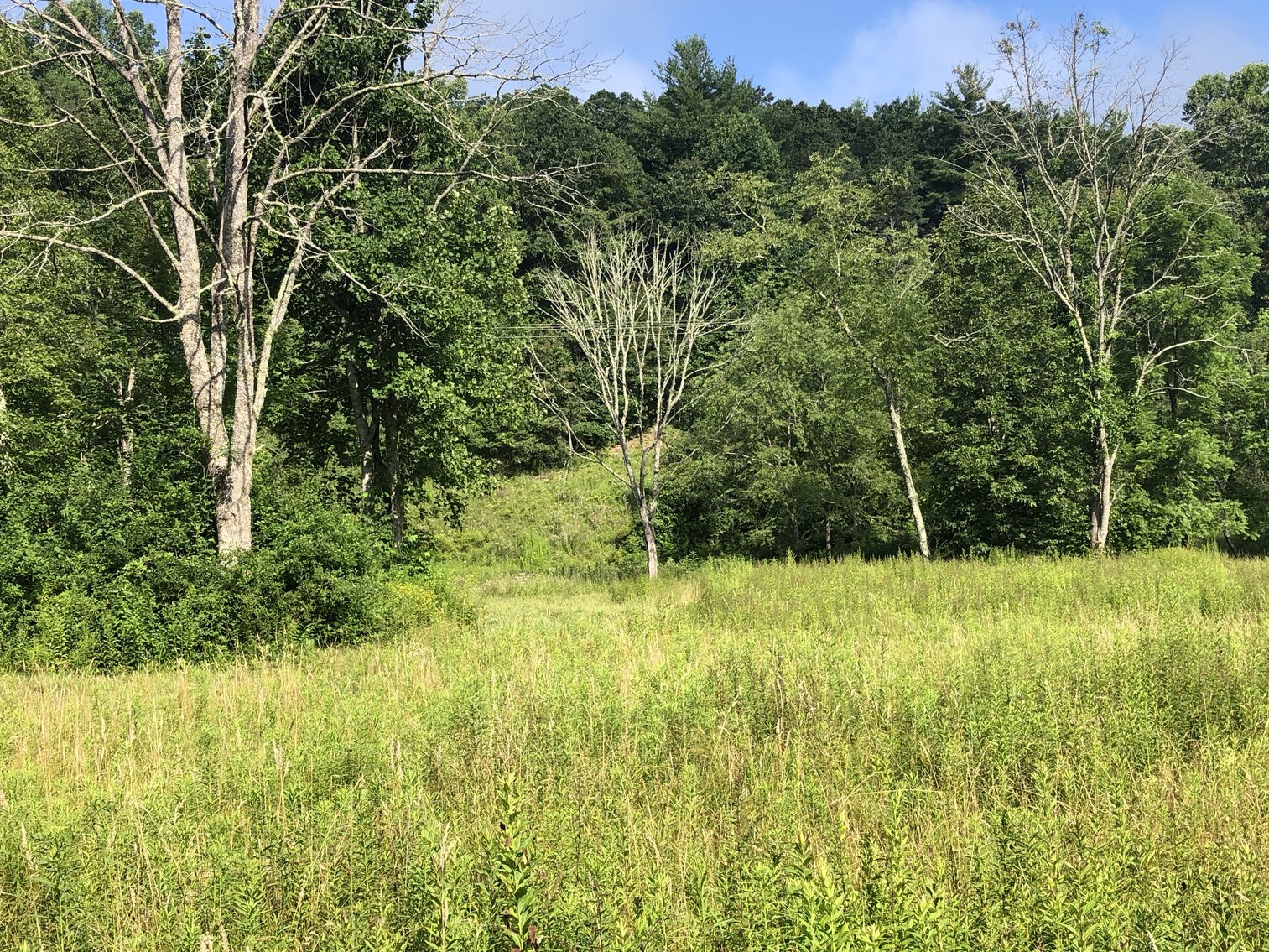 Image for 2 BR/1 BA Log Cabin on 30 +/- Acres Bordering National Forest in Bath County, VA