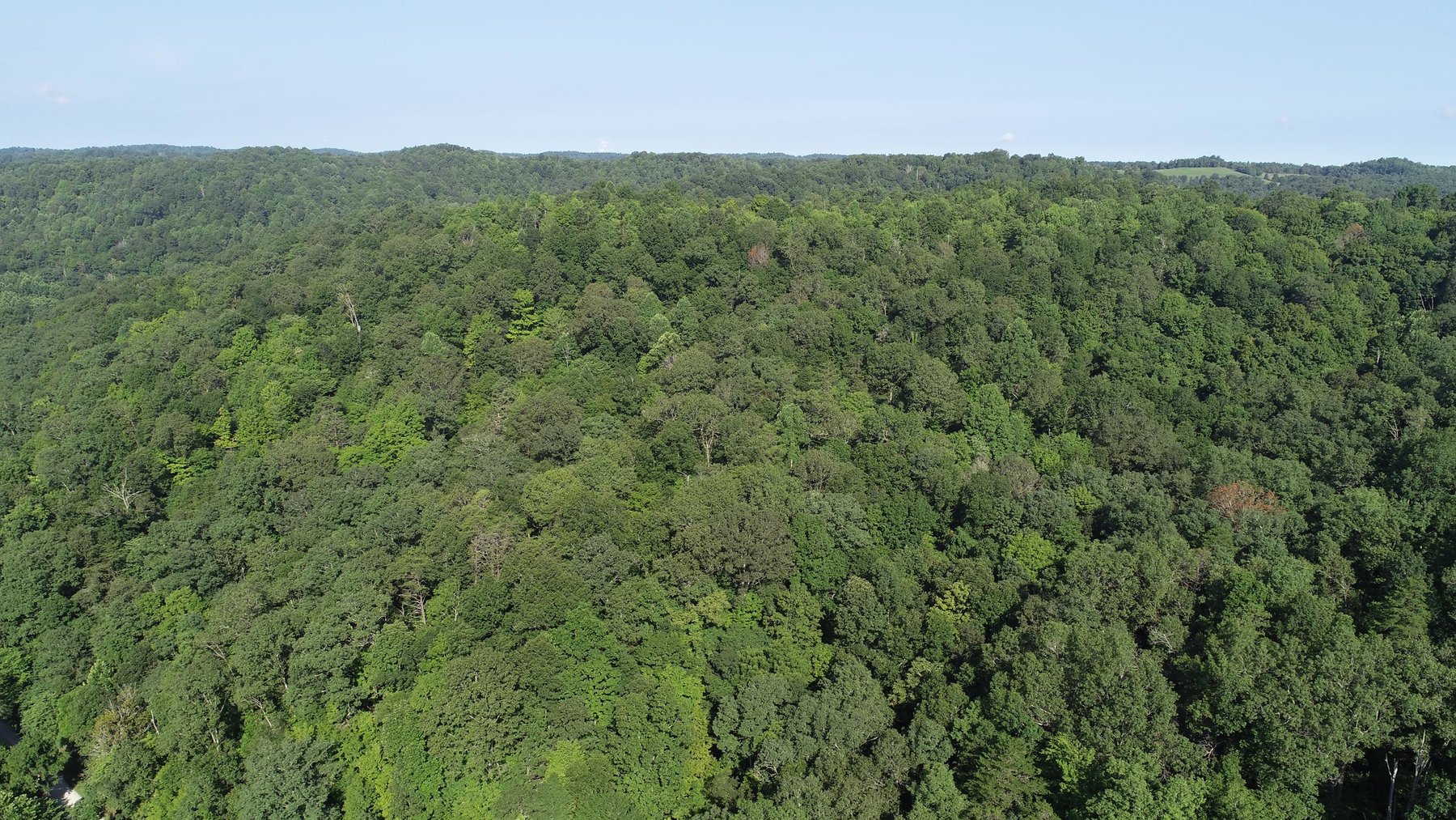 Image for SOLD - $121,000 155 Acres Sold to the Highest Bidder