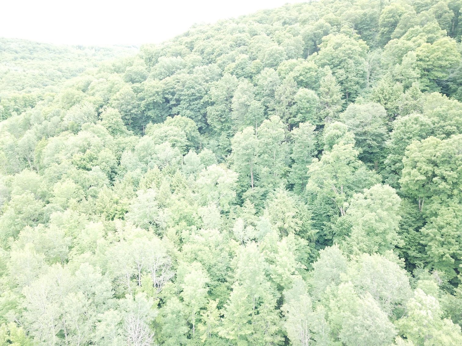 Image for SOLD - Large Tracts of Land Sold to the Highest Bidders