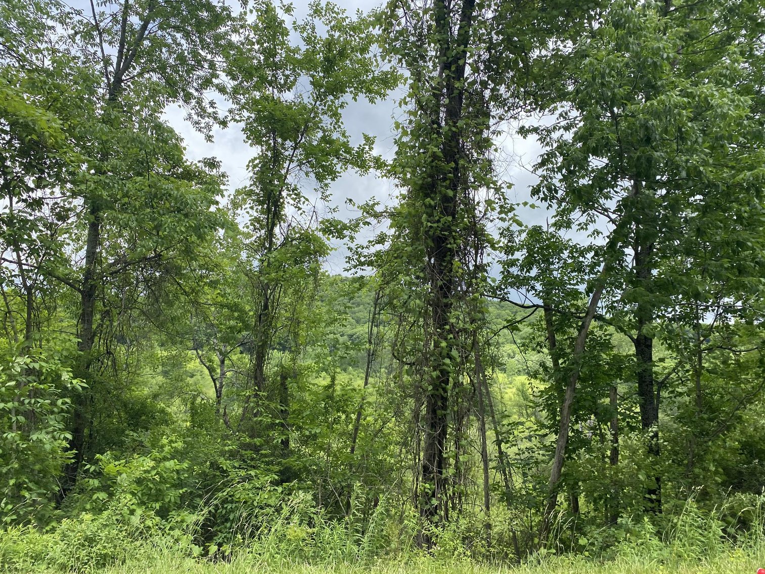 Image for SOLD - Large Tracts of Land Sold to the Highest Bidders