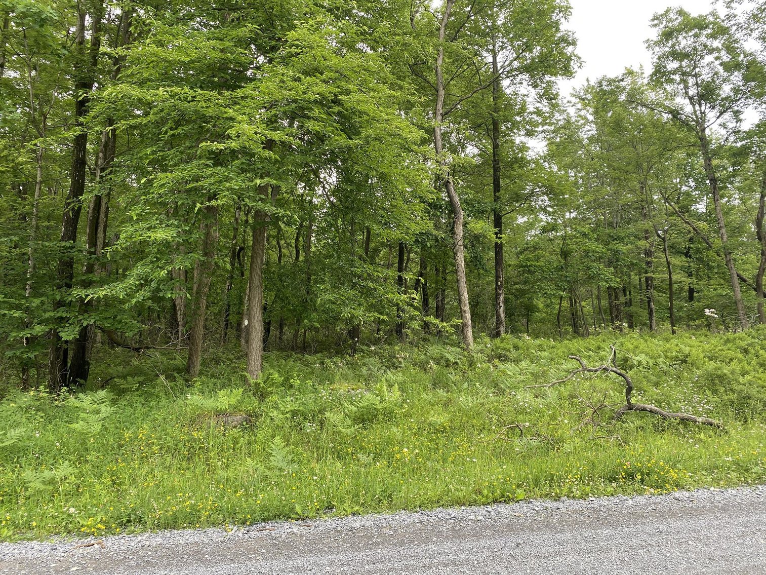 Image for SOLD - Large Tracts of Land Sold to the Highest Bidders