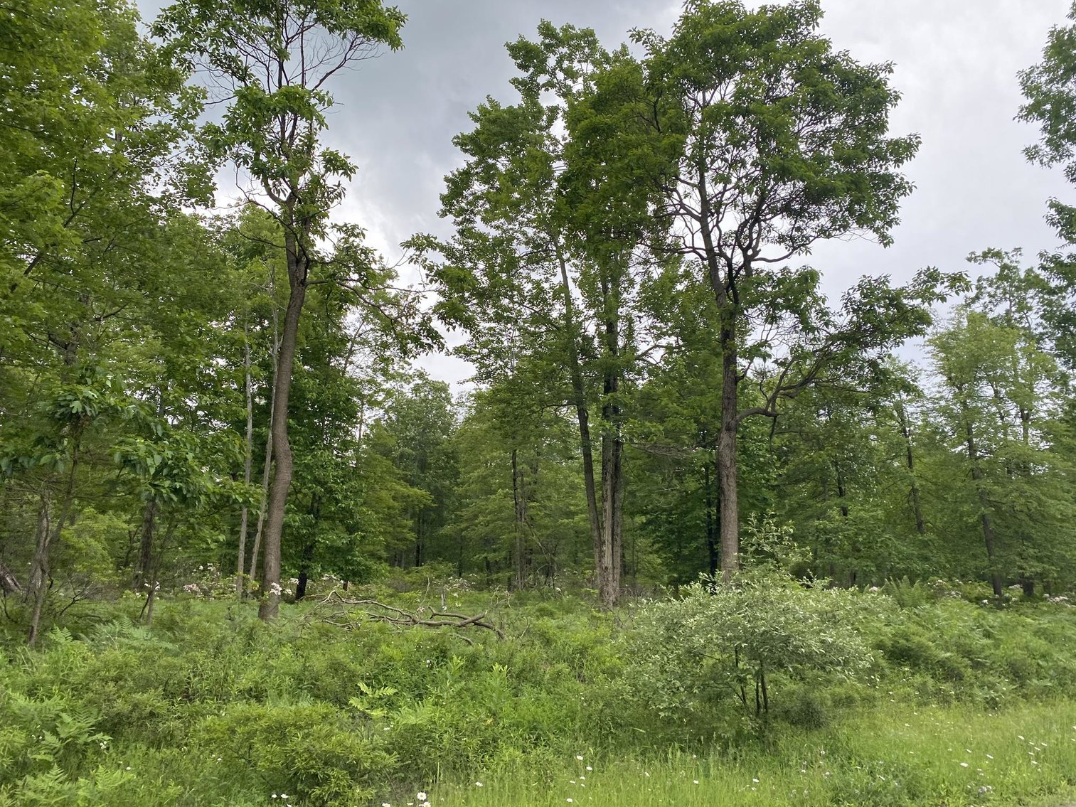 Image for SOLD - Large Tracts of Land Sold to the Highest Bidders