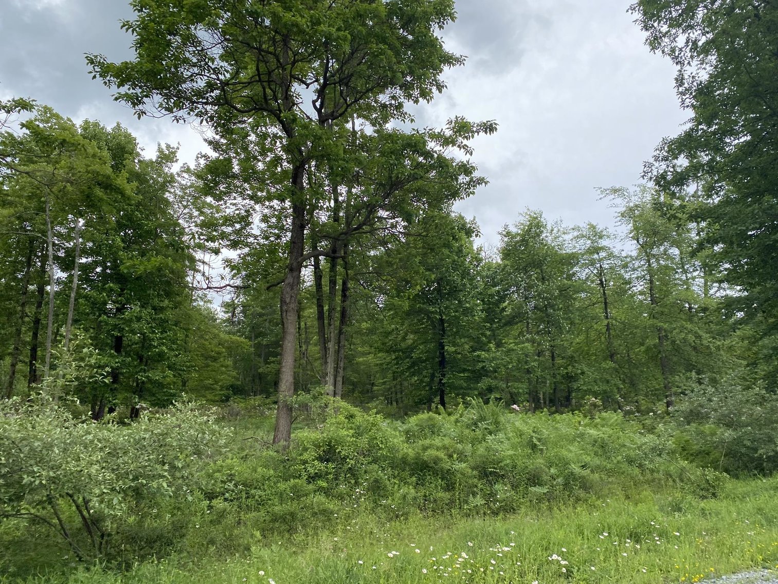 Image for SOLD - Large Tracts of Land Sold to the Highest Bidders