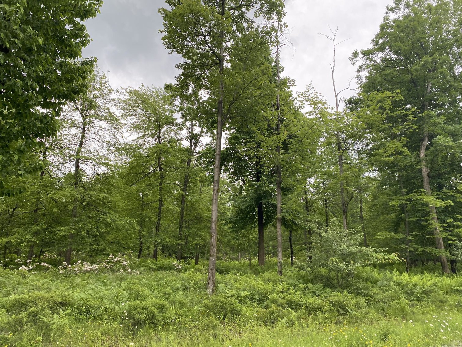 Image for SOLD - Large Tracts of Land Sold to the Highest Bidders